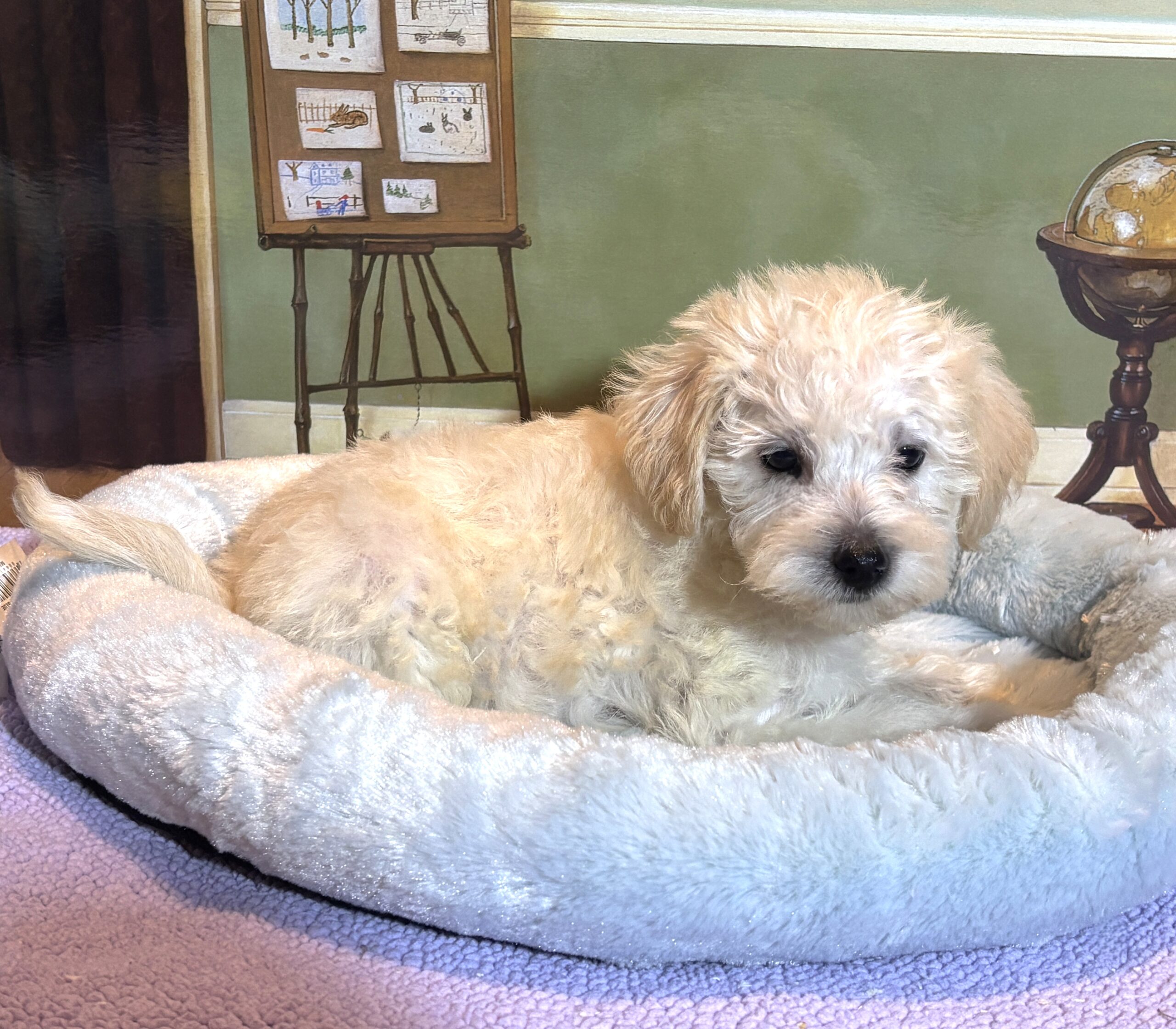 ATLAS – Miniature Schnoodle $2500