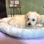 ATLAS – Miniature Schnoodle $2500
