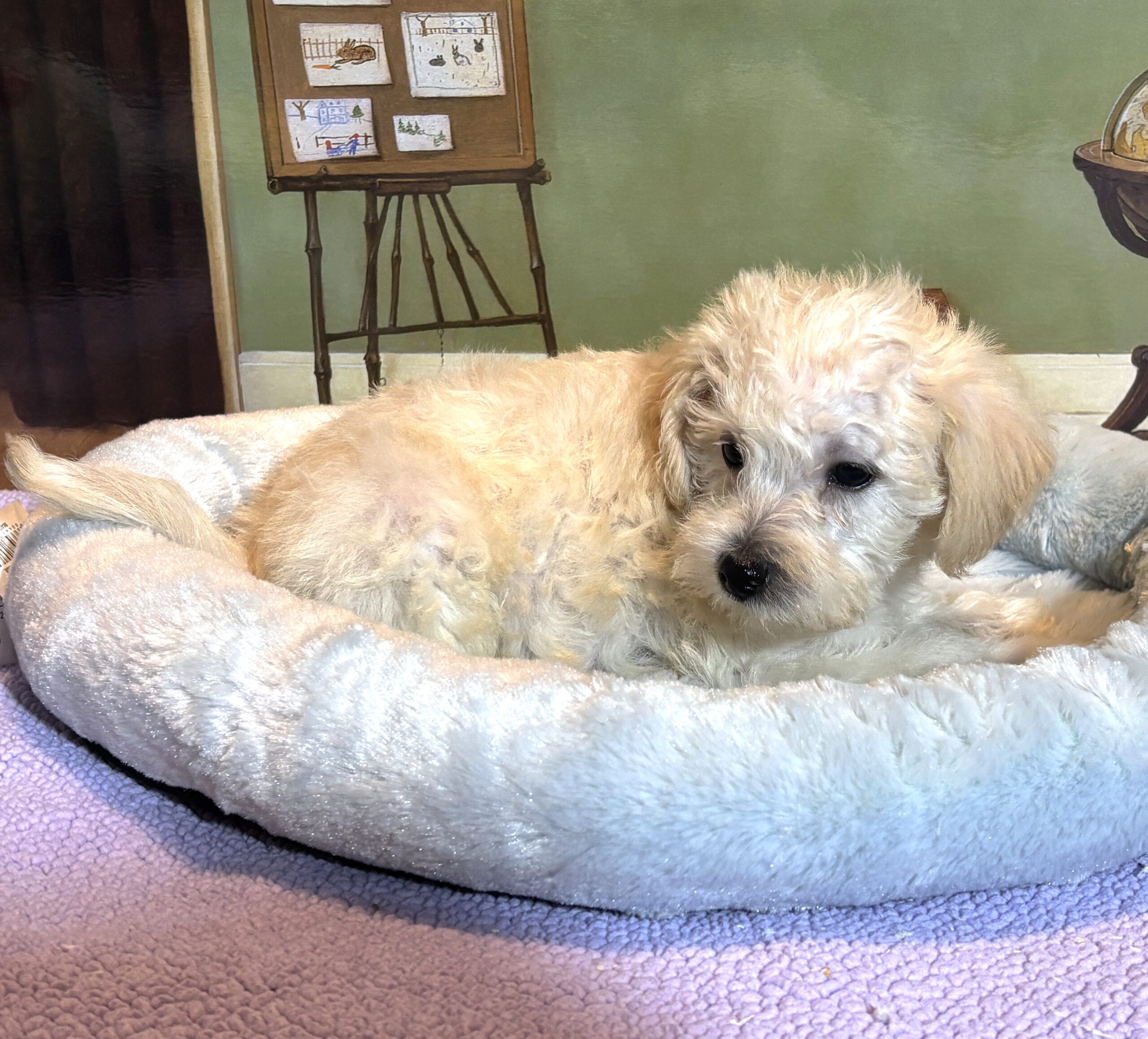 ATLAS – Miniature Schnoodle $2500