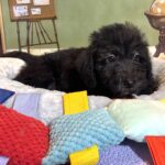 CERUS – Miniature Schnoodle $1800