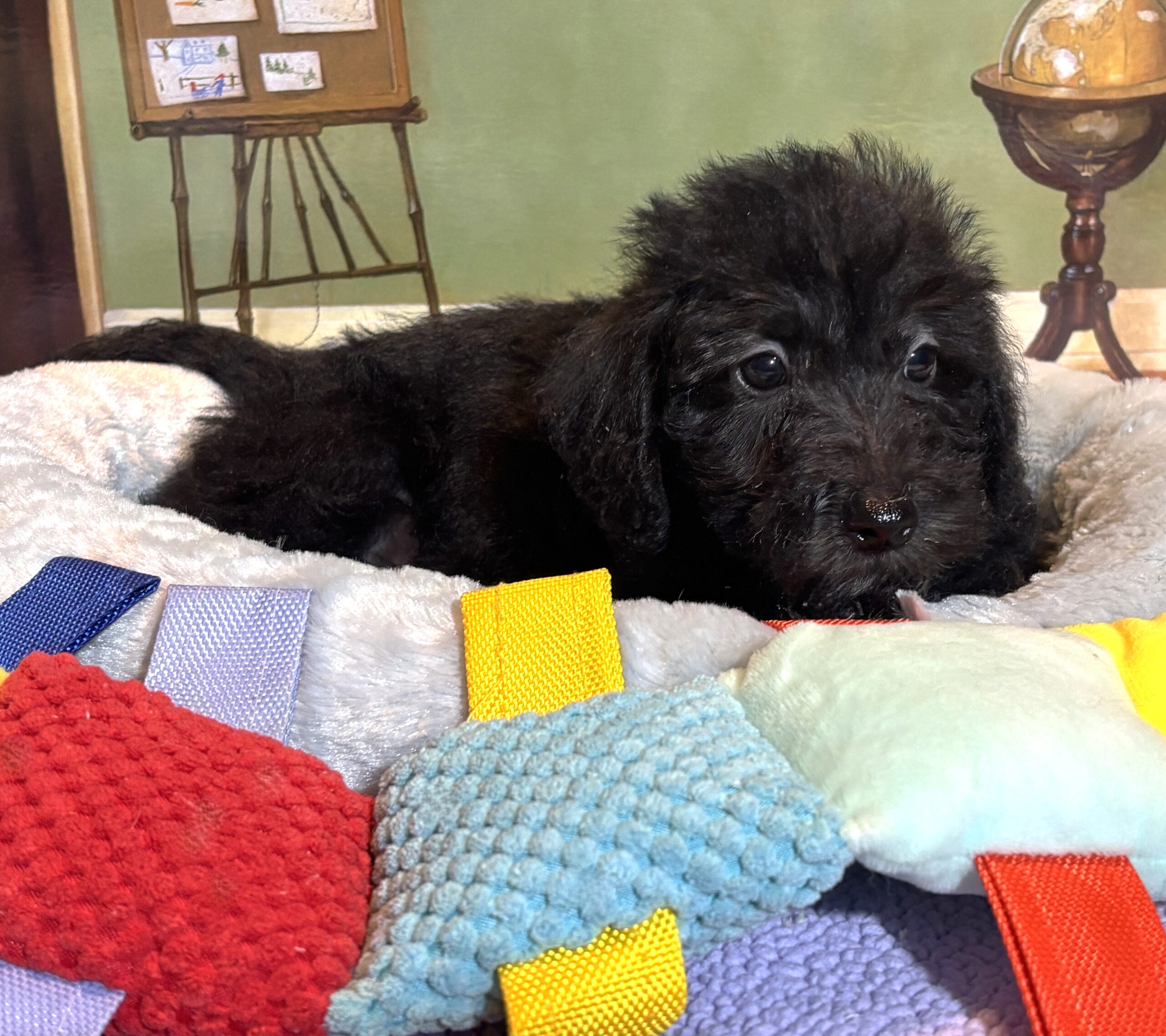 CERUS – Miniature Schnoodle $1800