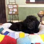 CERUS – Miniature Schnoodle $1800