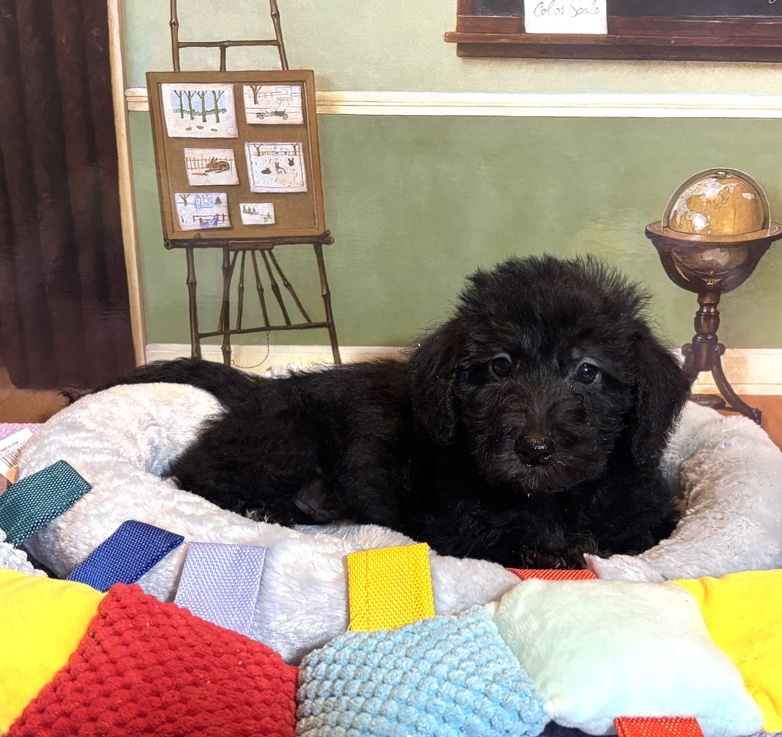 CERUS – Miniature Schnoodle $1800