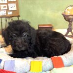 CERUS – Miniature Schnoodle $1800