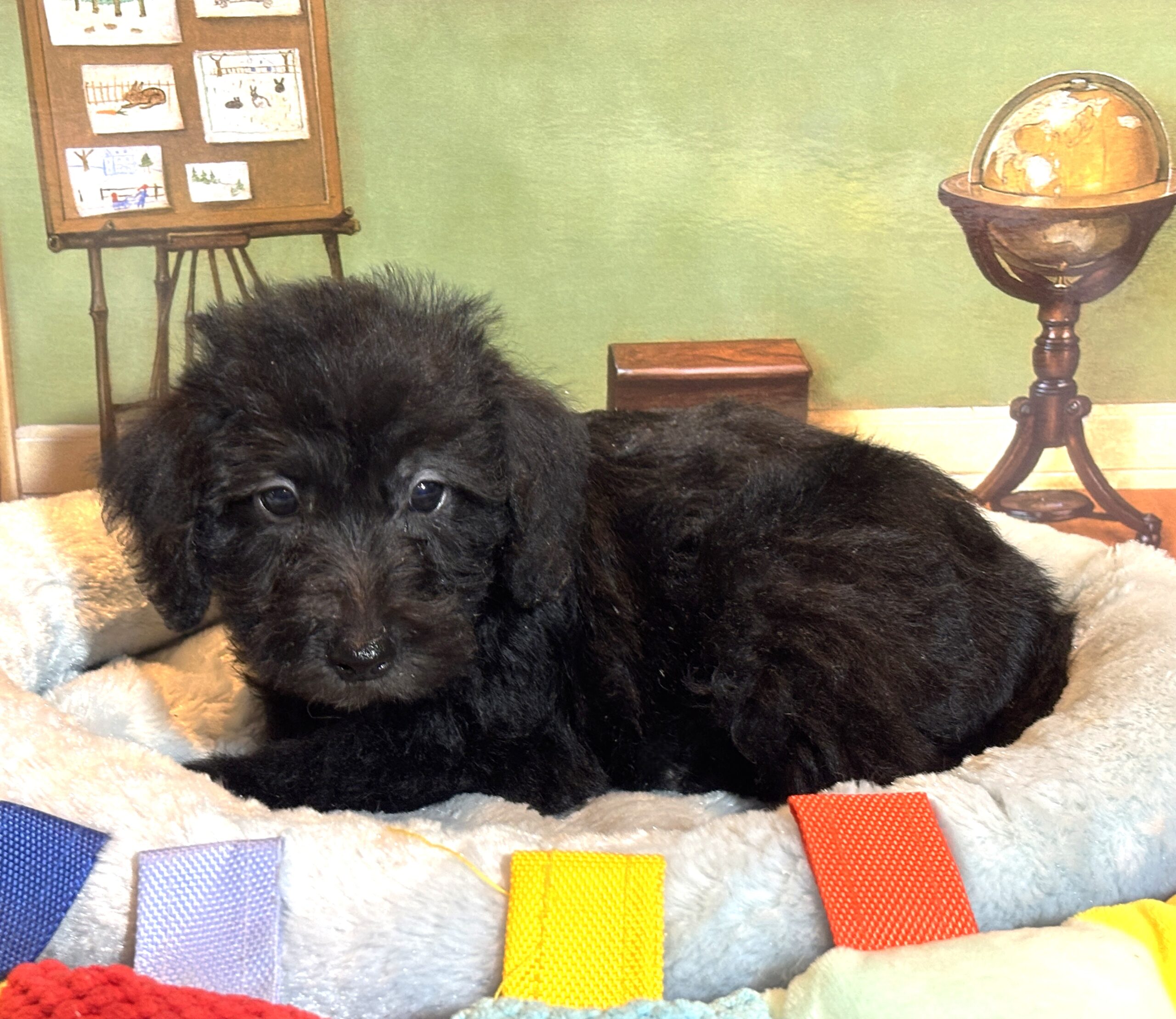 CERUS – Miniature Schnoodle $1800