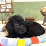 CERUS – Miniature Schnoodle $1800