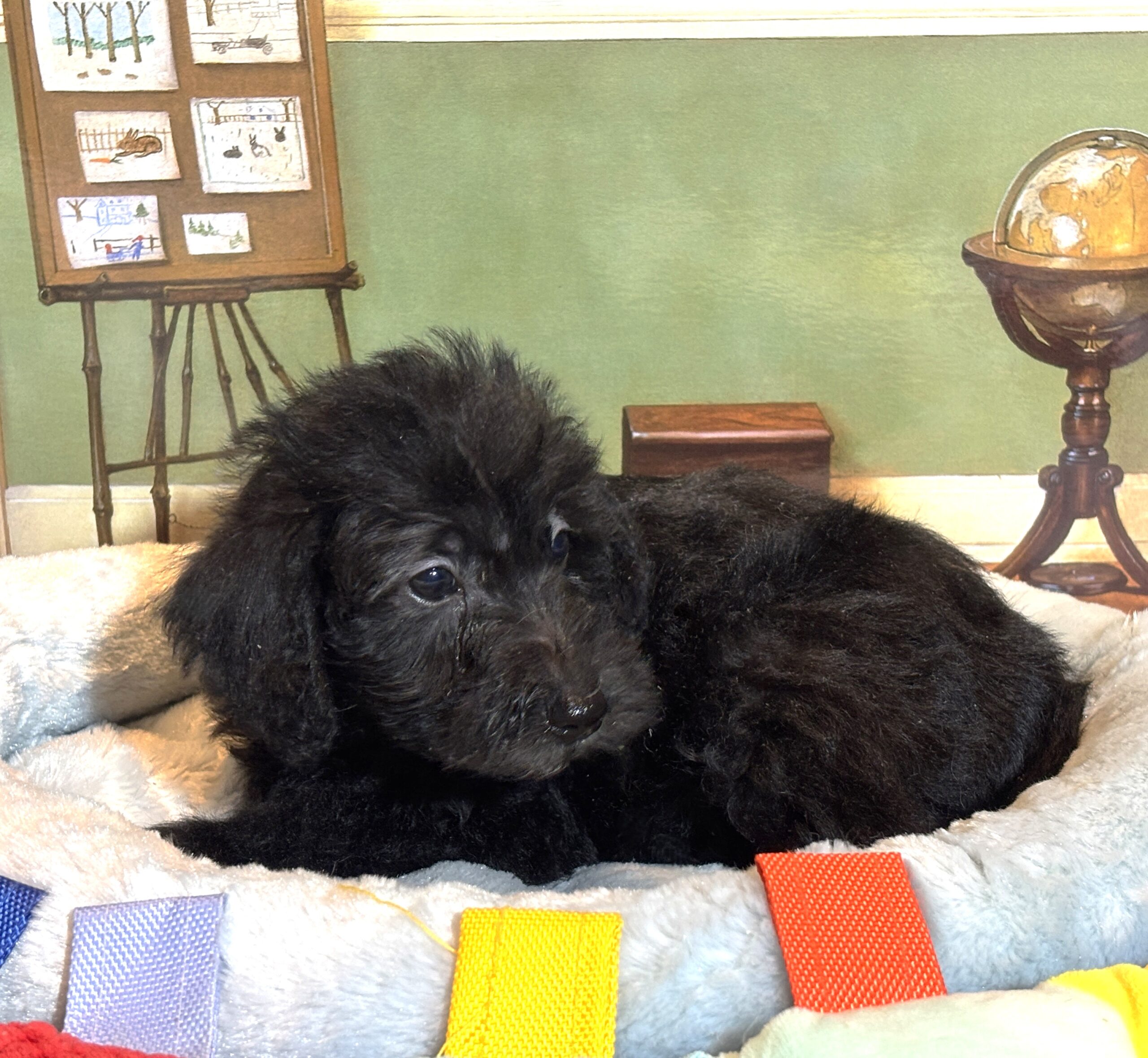 CERUS – Miniature Schnoodle $1800