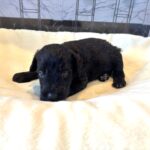 CERUS – Miniature Schnoodle $1800