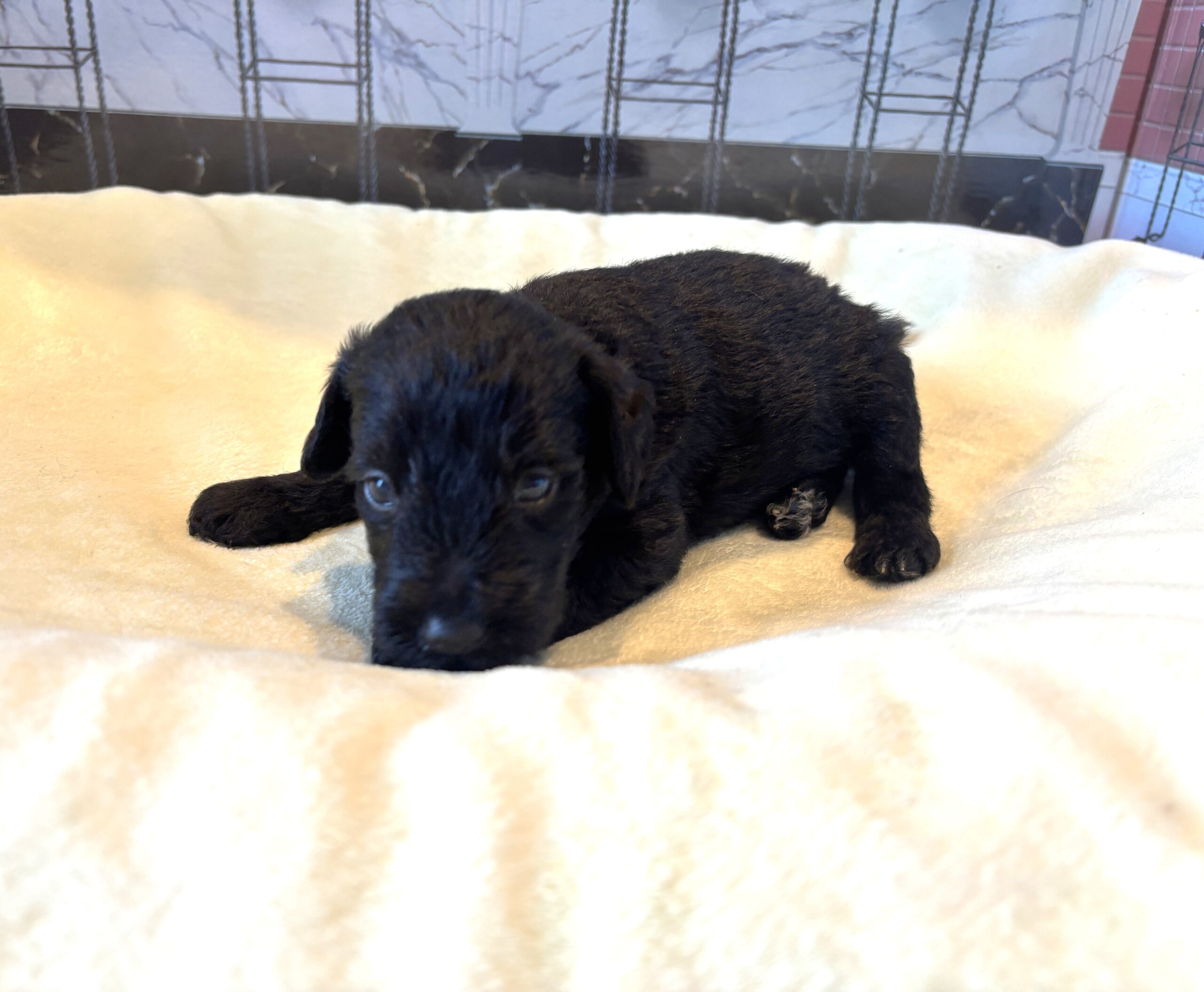 CERUS – Miniature Schnoodle $1800