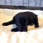 CERUS – Miniature Schnoodle $1800