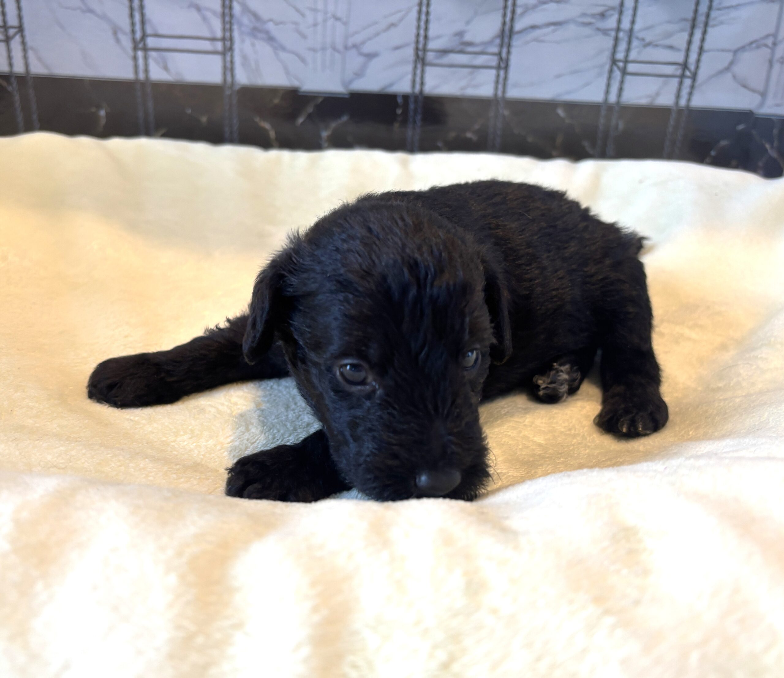 CERUS – Miniature Schnoodle $1800