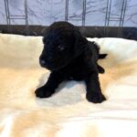 CERUS – Miniature Schnoodle $1800