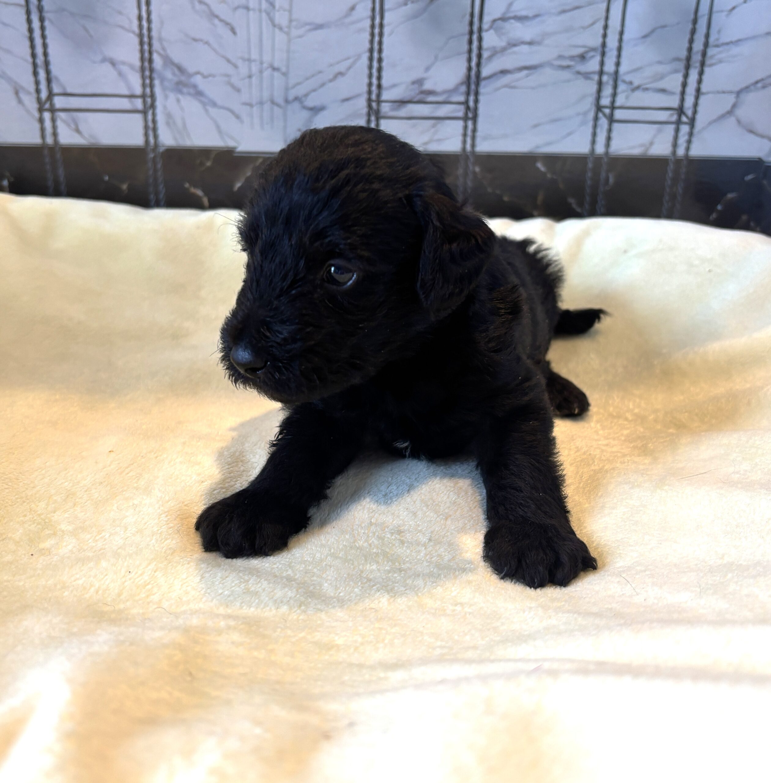 CERUS – Miniature Schnoodle $1800