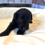 CERUS – Miniature Schnoodle $1800