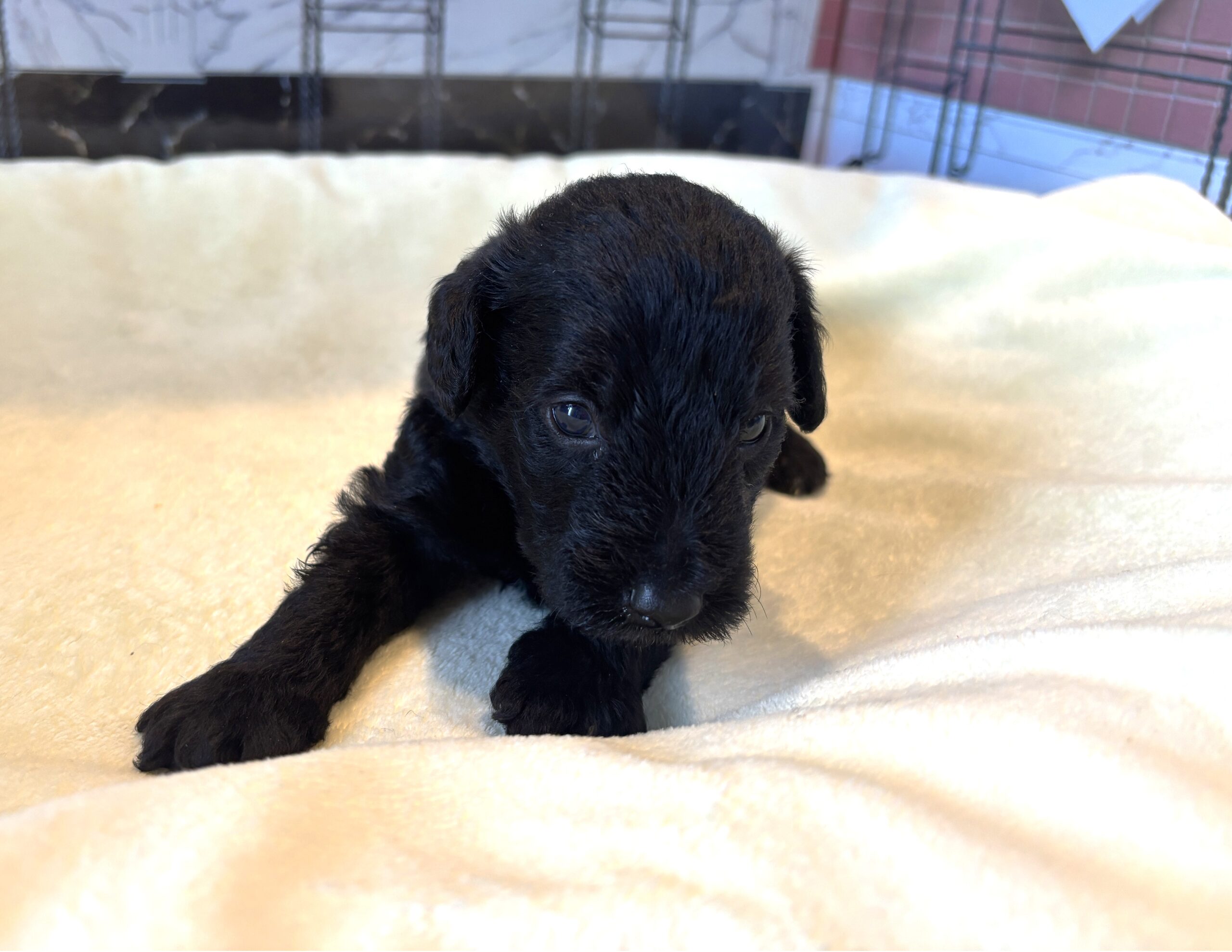 CERUS – Miniature Schnoodle $1800