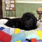 CERUS – Miniature Schnoodle $1800