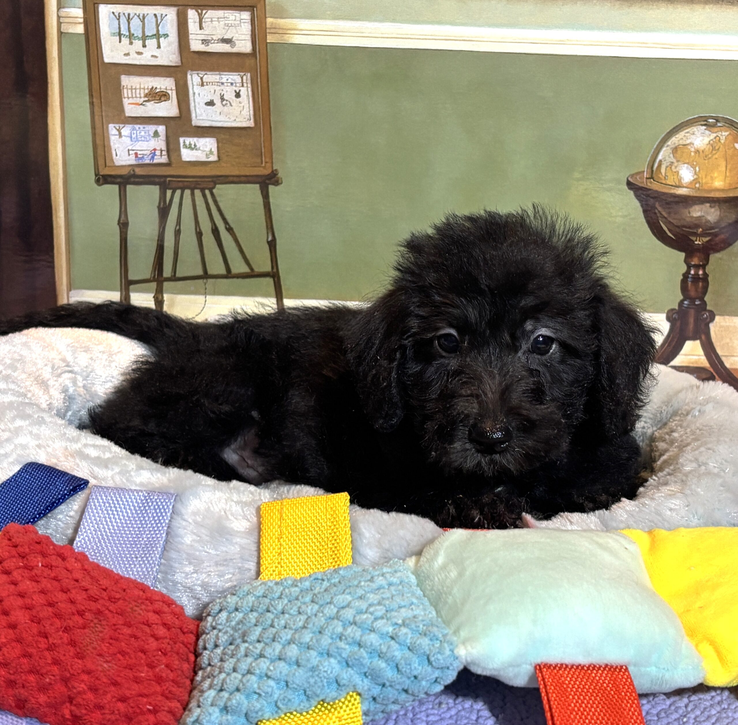 CERUS – Miniature Schnoodle $1800