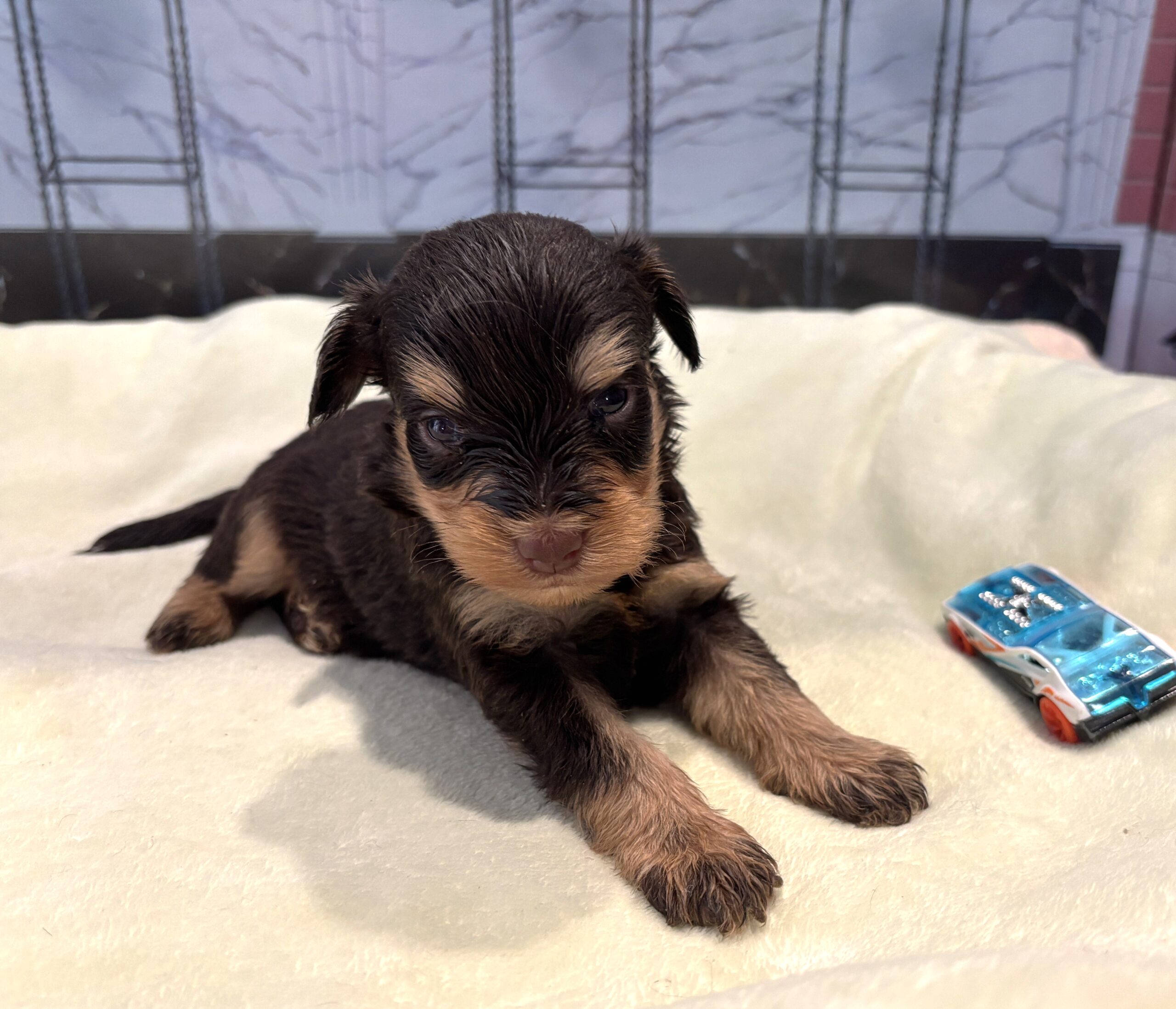 DUKE – Schnoodle $2500