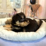 DUKE – Schnoodle $2500