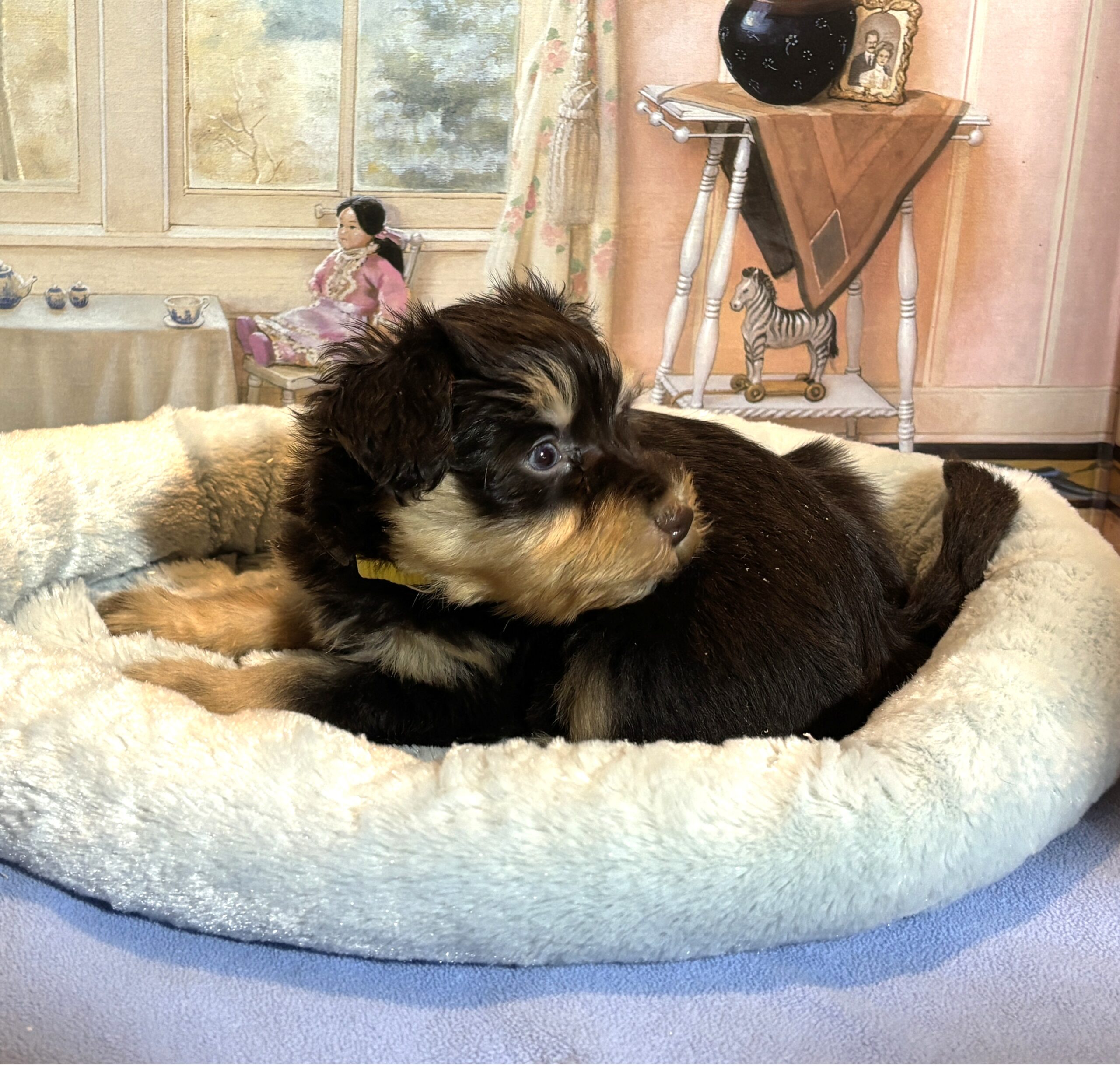 DUKE – Schnoodle $2500