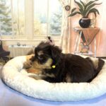 DUKE – Schnoodle $2500