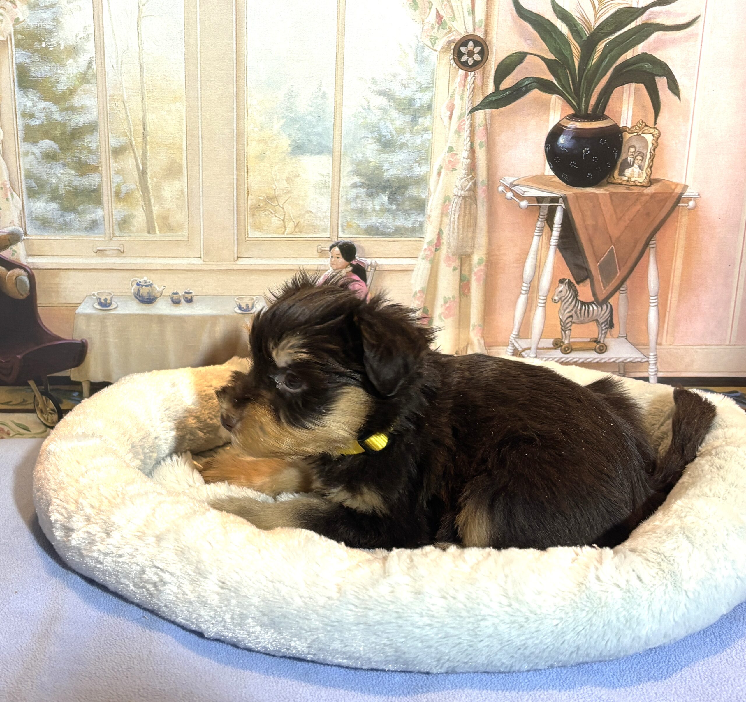 DUKE – Schnoodle $2500