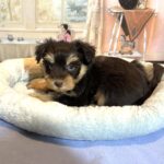 DUKE – Schnoodle $2500