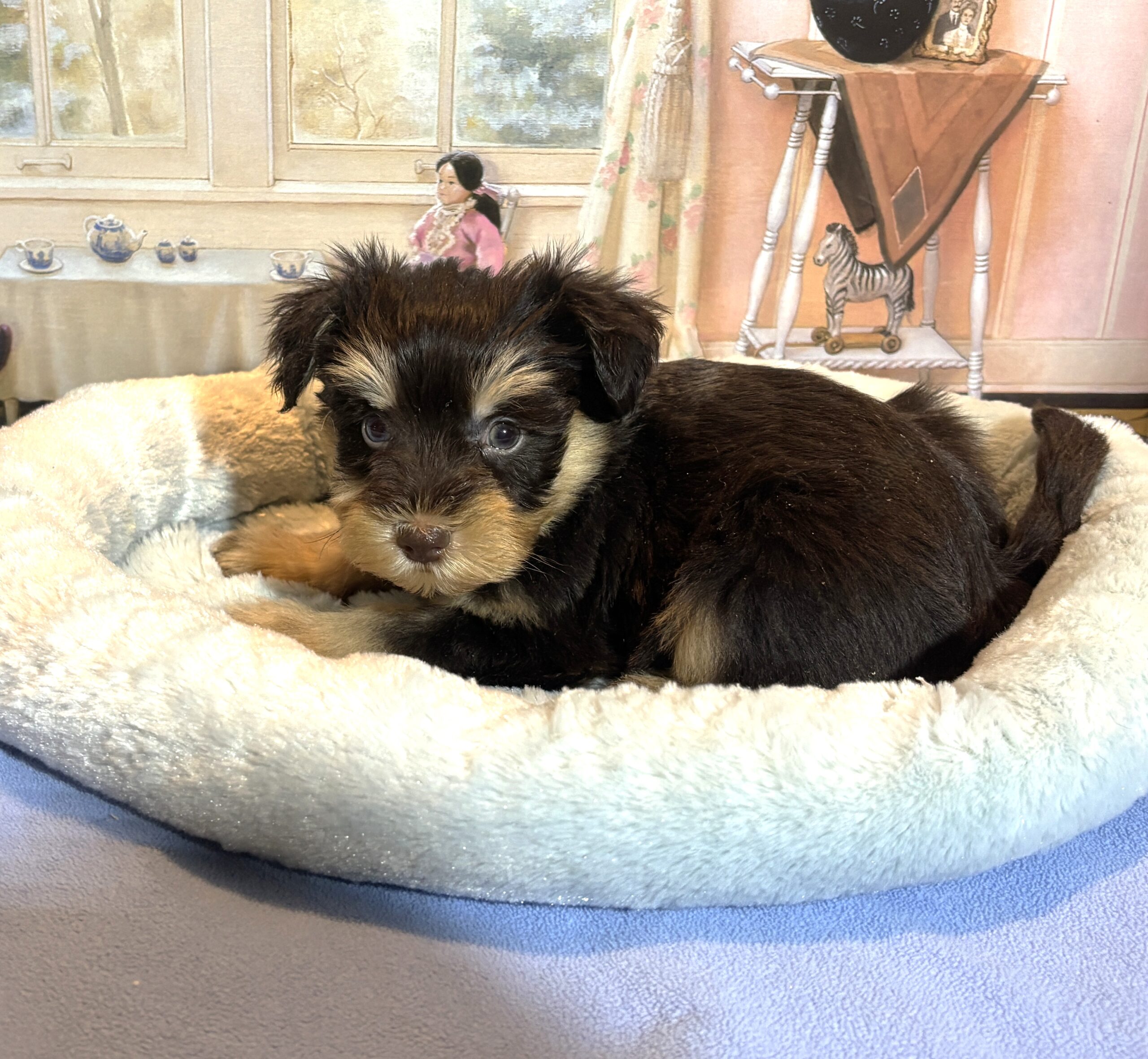 DUKE – Schnoodle $2500