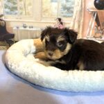 DUKE – Schnoodle $2500