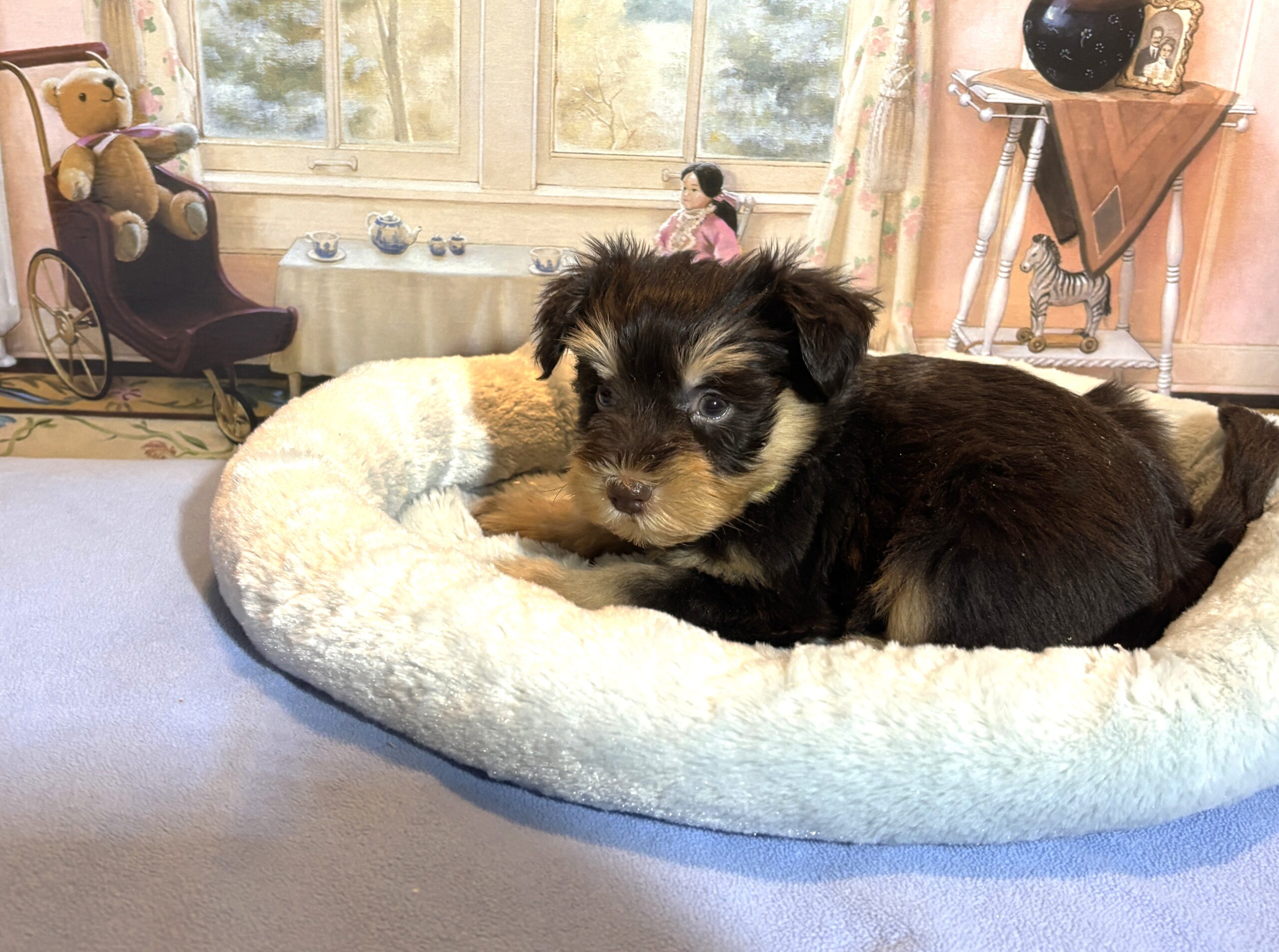 DUKE – Schnoodle $2500