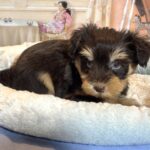 DUKE – Schnoodle $2500