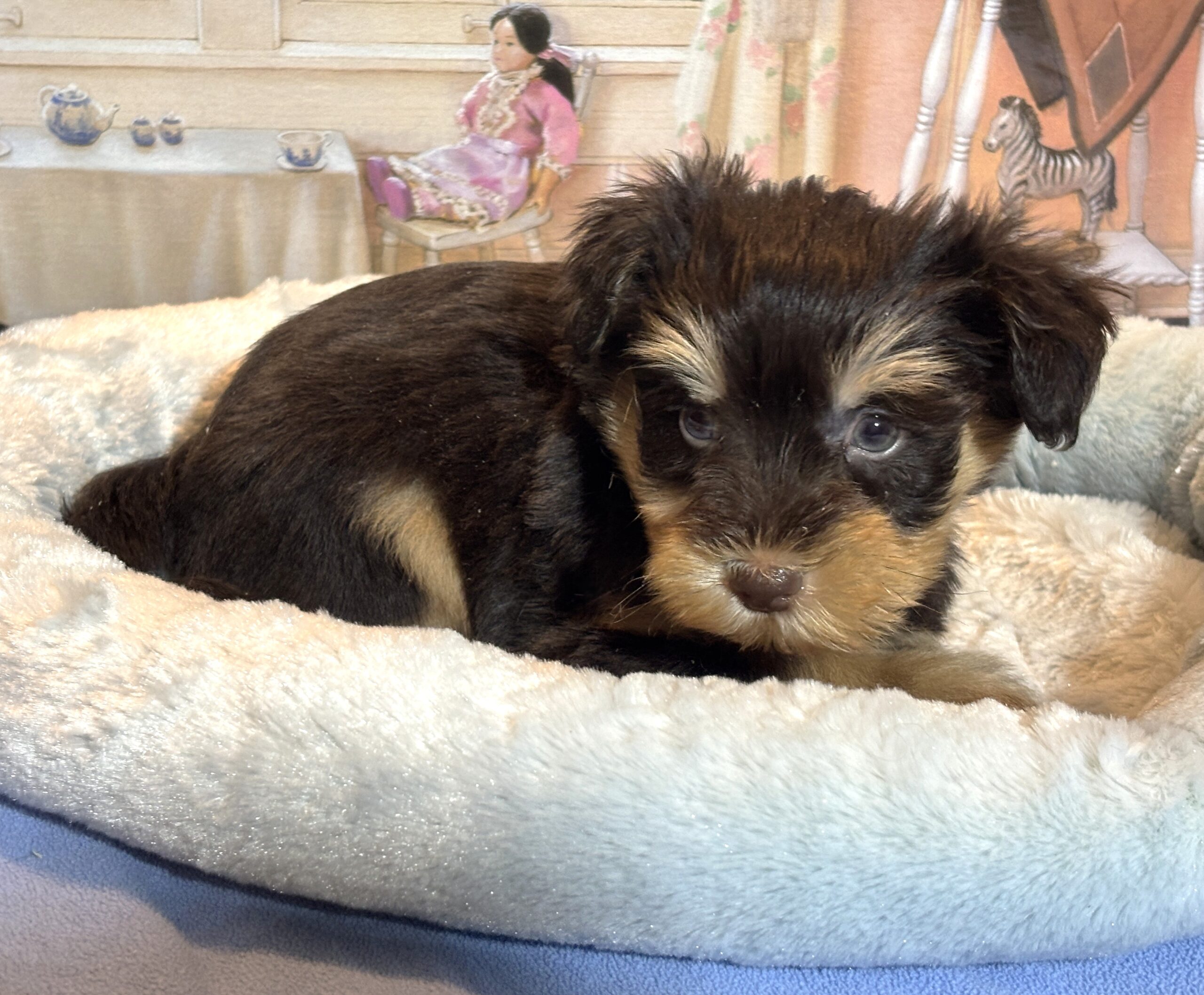 DUKE – Schnoodle $2500