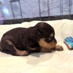 DUKE – Schnoodle $2500