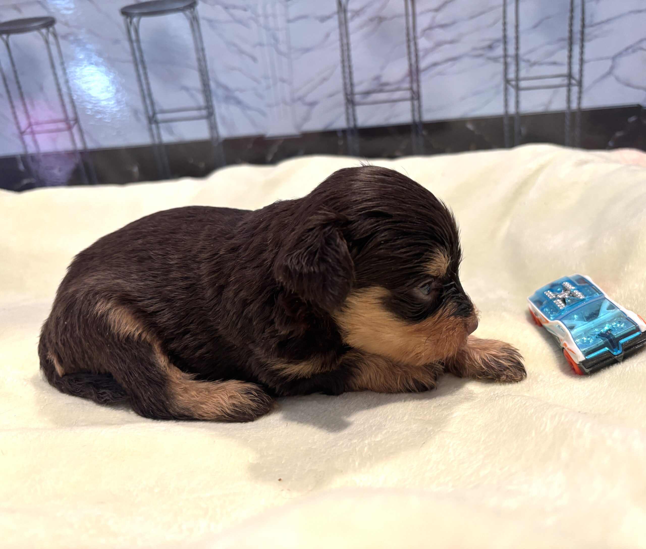 DUKE – Schnoodle $2500