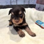 DUKE – Schnoodle $2500