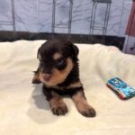 DUKE – Schnoodle $2500