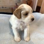 ELROY – Schnoodle $2300