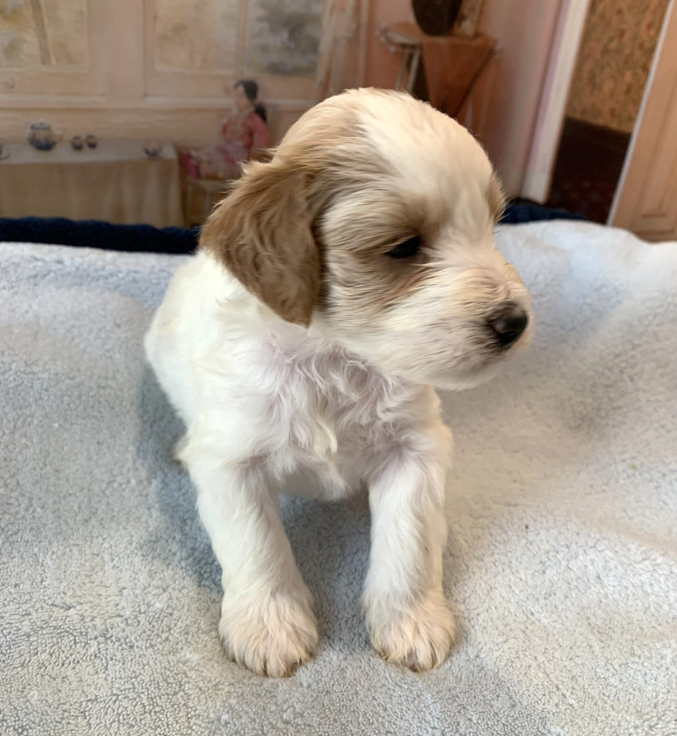 ELROY – Schnoodle $2300