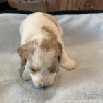 ELROY – Schnoodle $2300