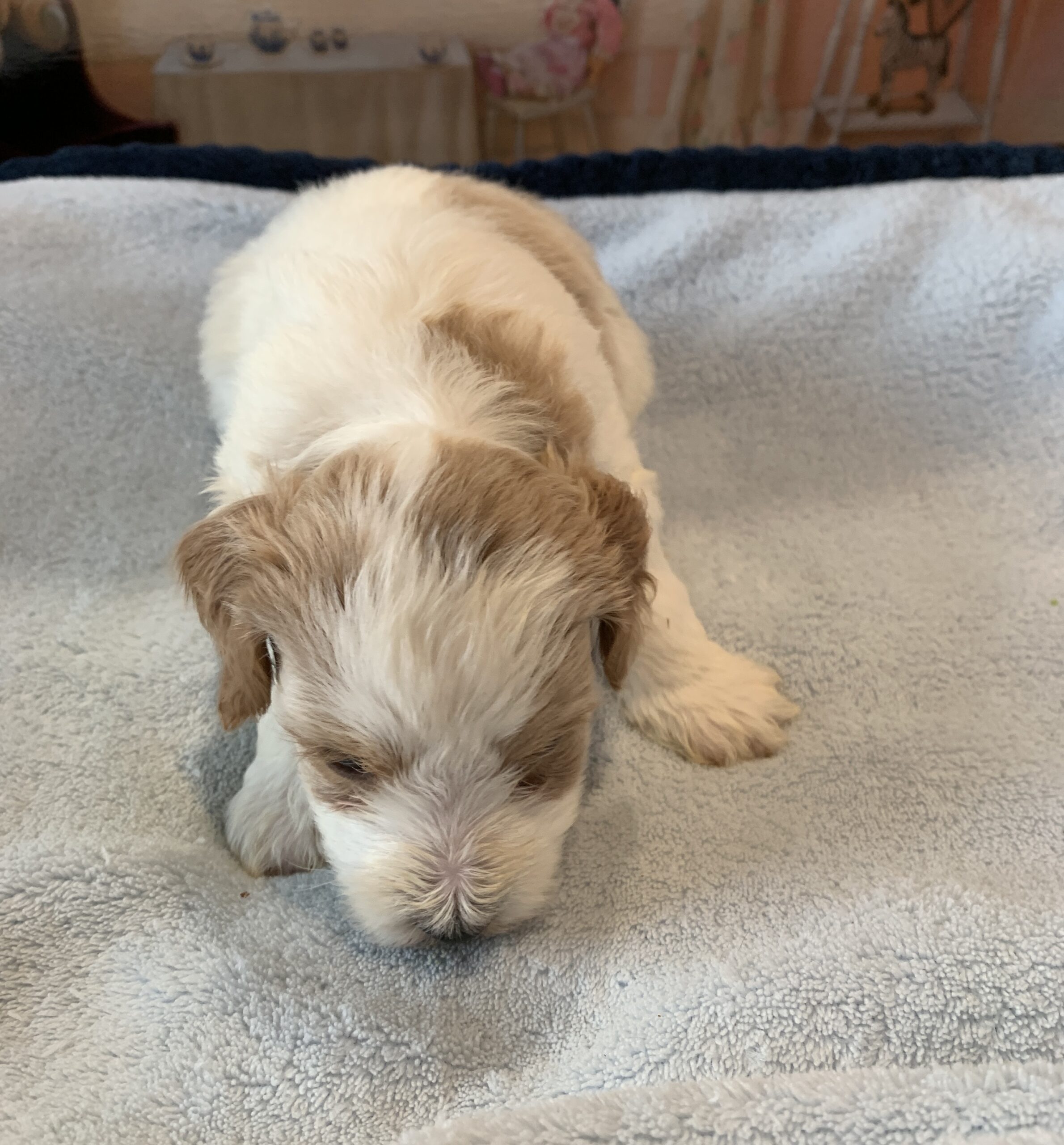 ELROY – Schnoodle $2300