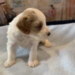 ELROY – Schnoodle $2300