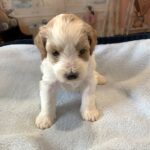 ELROY – Schnoodle $2300