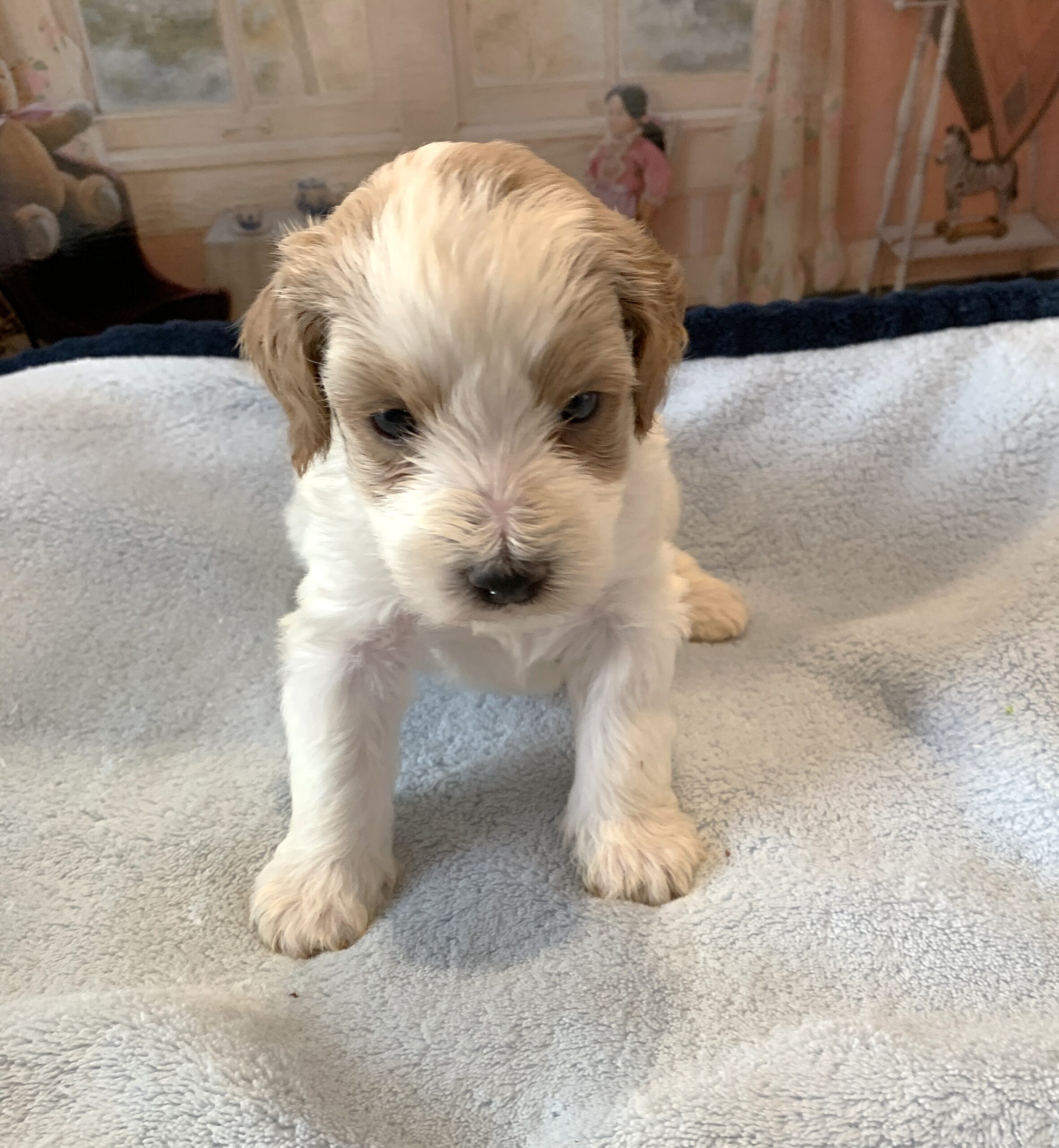 ELROY – Schnoodle $2300