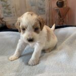 ELROY – Schnoodle $2300