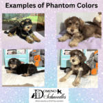 CHARITY’S Schnoodle Litter – $2500 (Click ‘View Detail’ to see Photos)