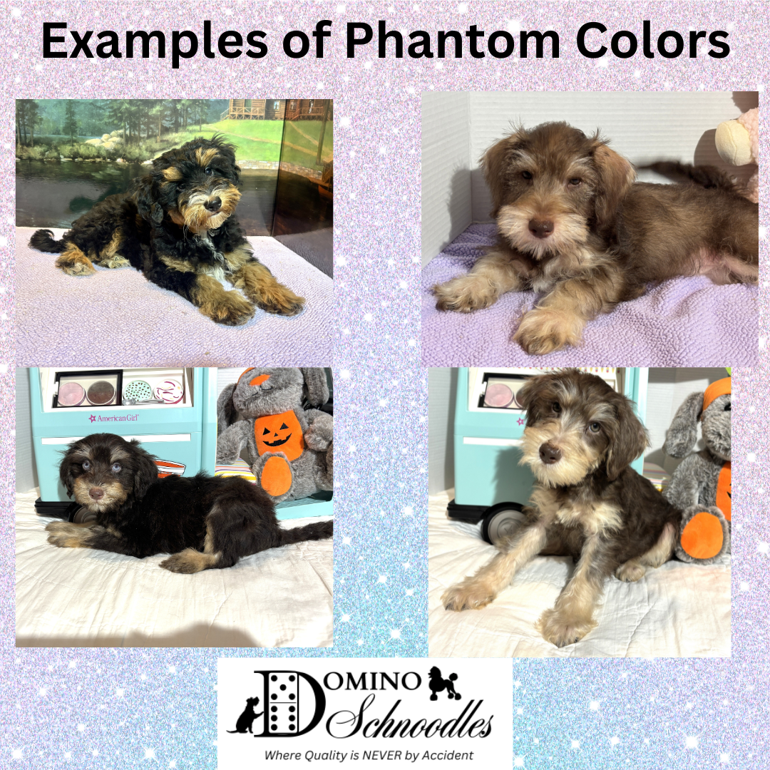 CHARITY’S Schnoodle Litter – $2500 (Click ‘View Detail’ to see Photos)
