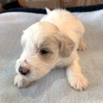 GEORGE – Schnoodle  $2300