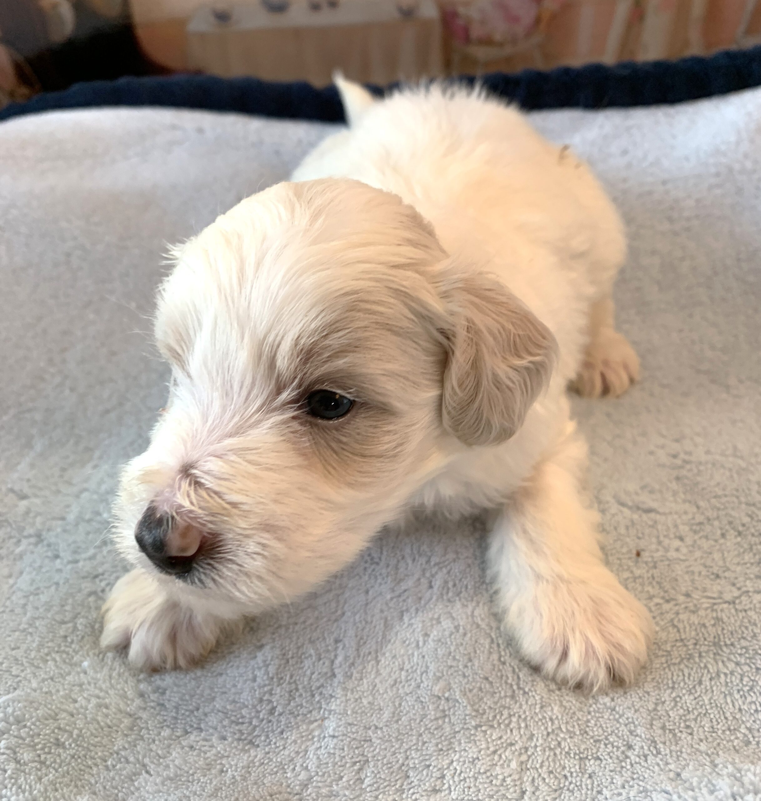 GEORGE – Schnoodle  $2300