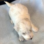 GEORGE – Schnoodle  $2300