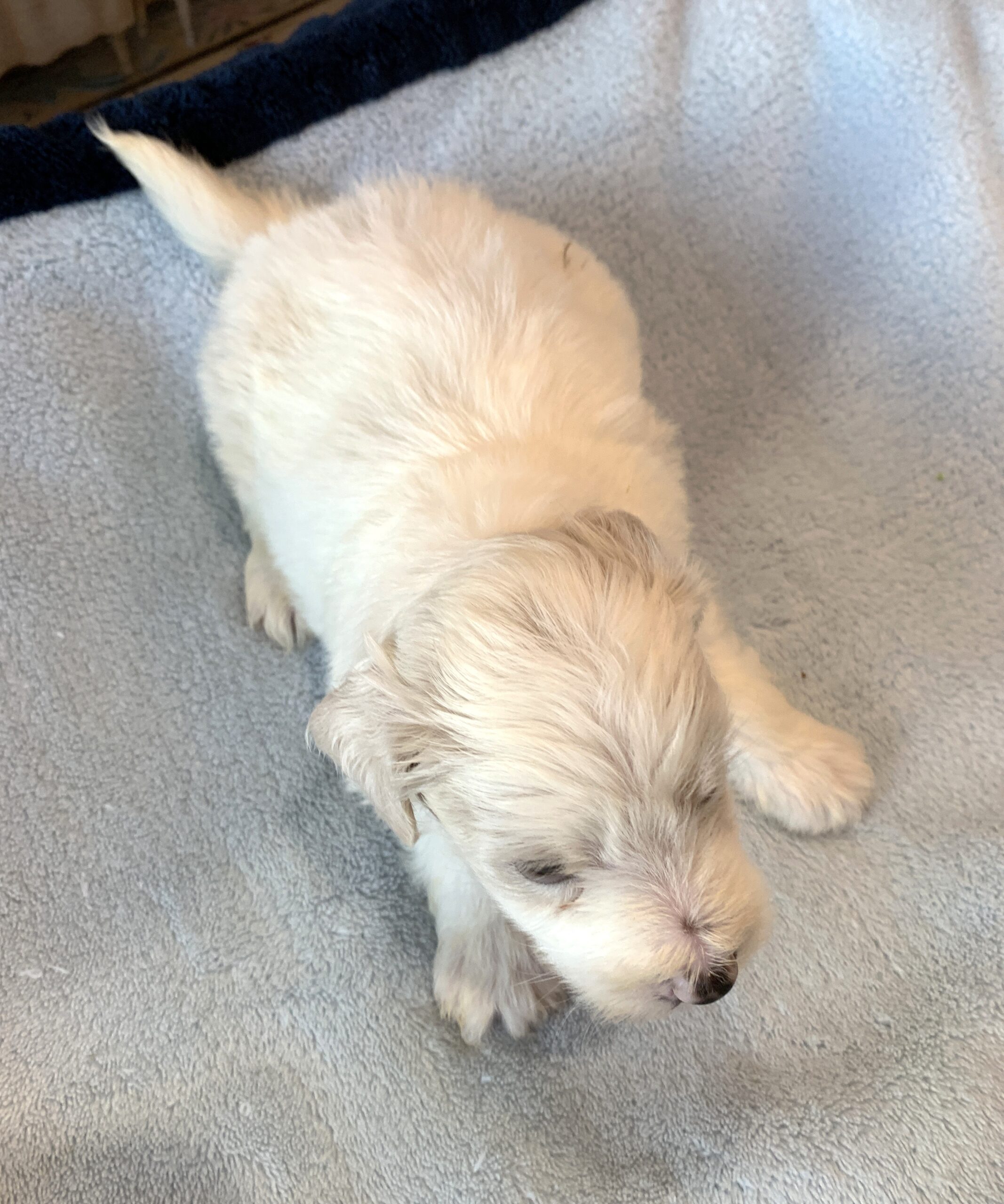 GEORGE – Schnoodle  $2300
